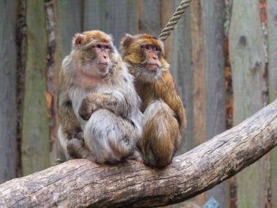 Barbary Ape - De Zonnegloed - Animal park - Animal refuge centre 